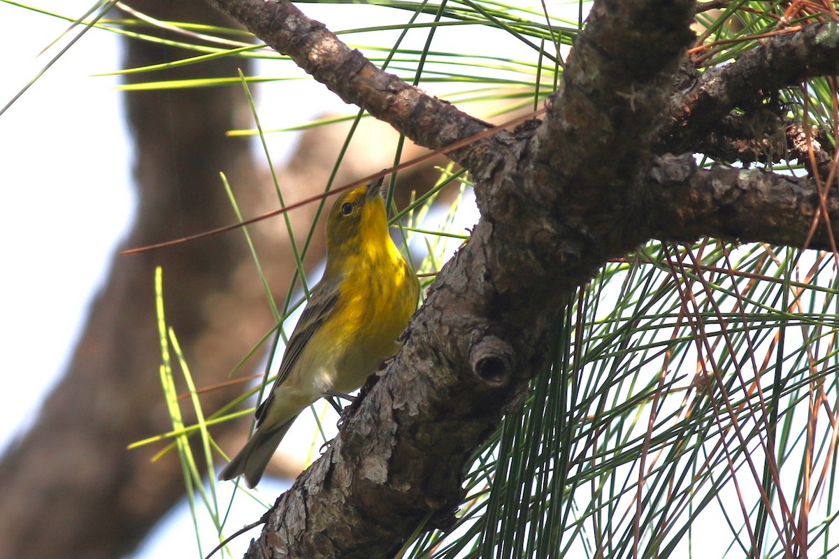 Pine Warbler - ML646746109