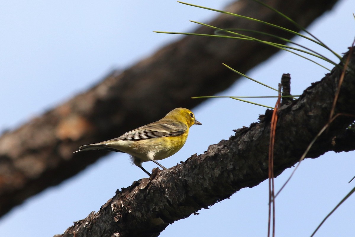 Pine Warbler - ML646746110