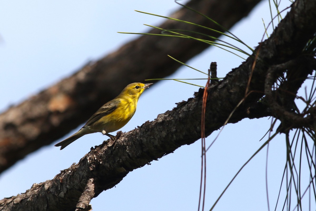 Pine Warbler - ML646746111