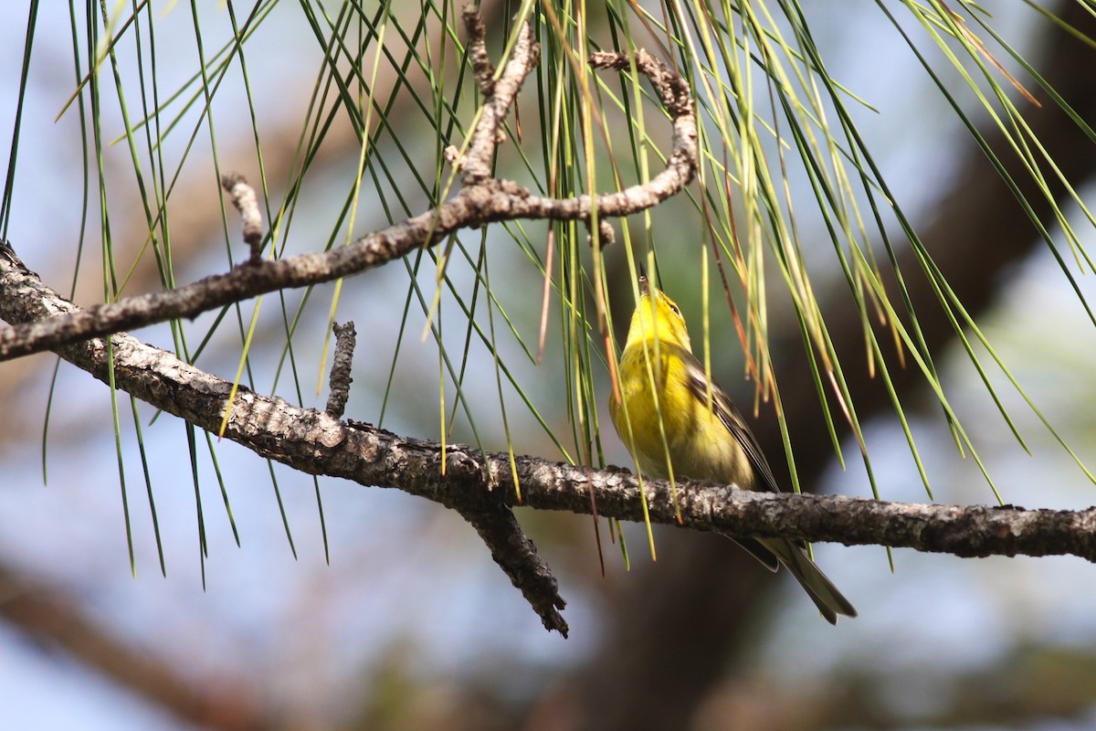 Pine Warbler - ML646746112