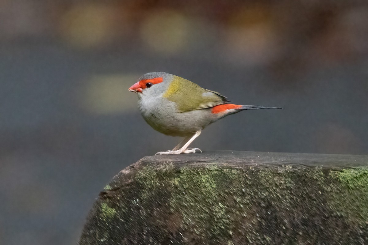 Red-browed Firetail - ML646746113