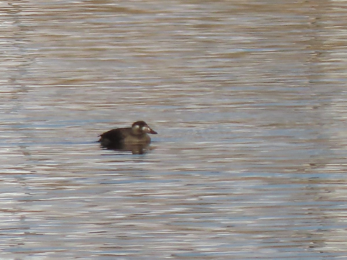 Surf Scoter - ML646746114