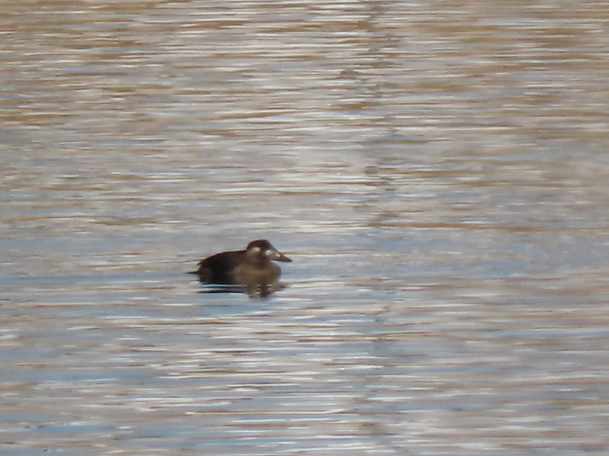 Surf Scoter - ML646746115