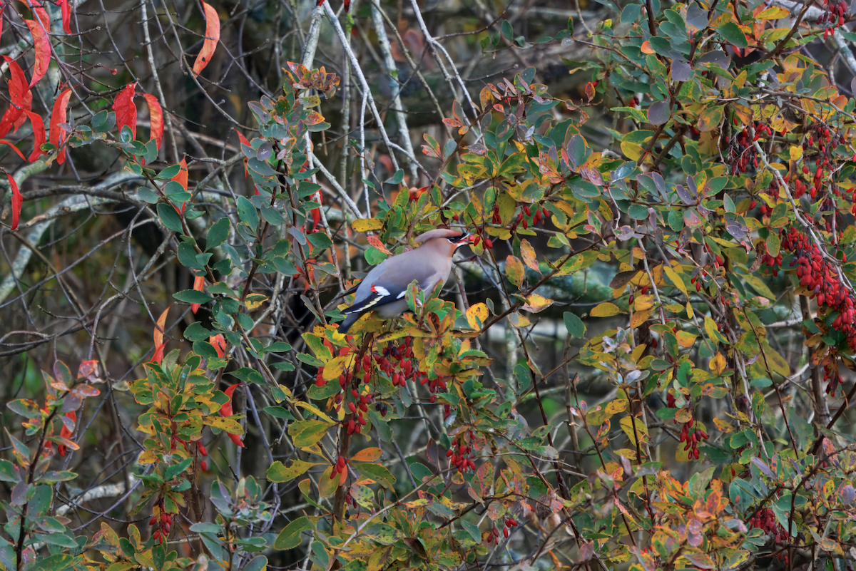 Bohemian Waxwing - ML646746116