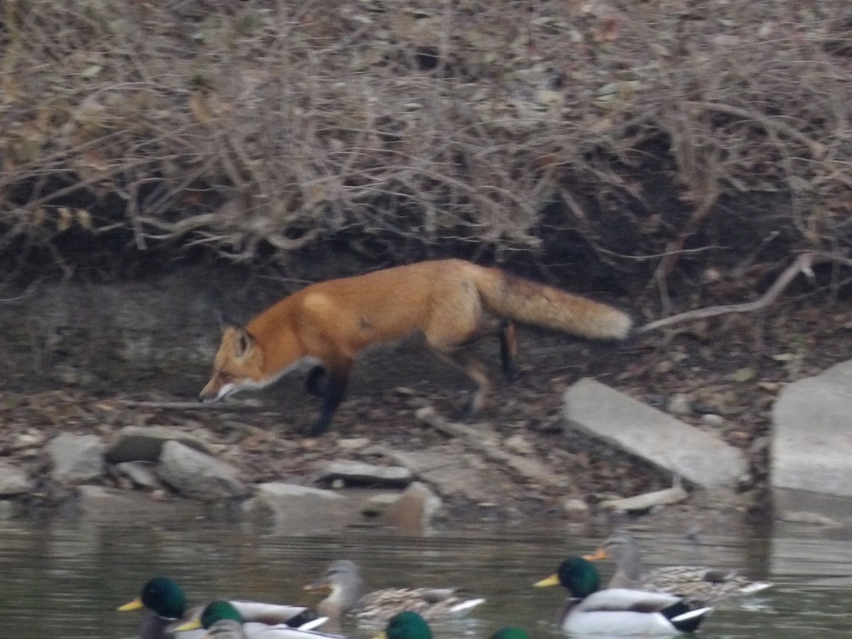 Volpe rossa - ML646746117