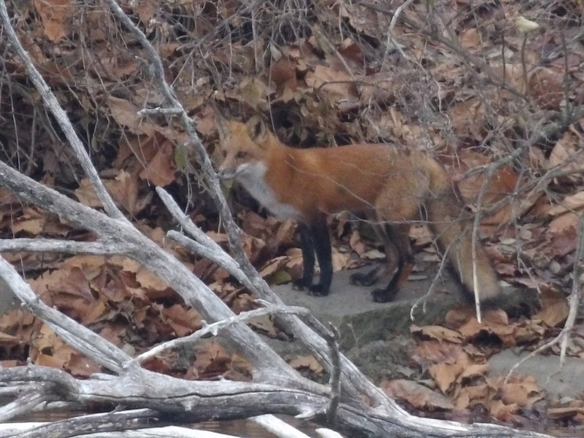 Volpe rossa - ML646746118