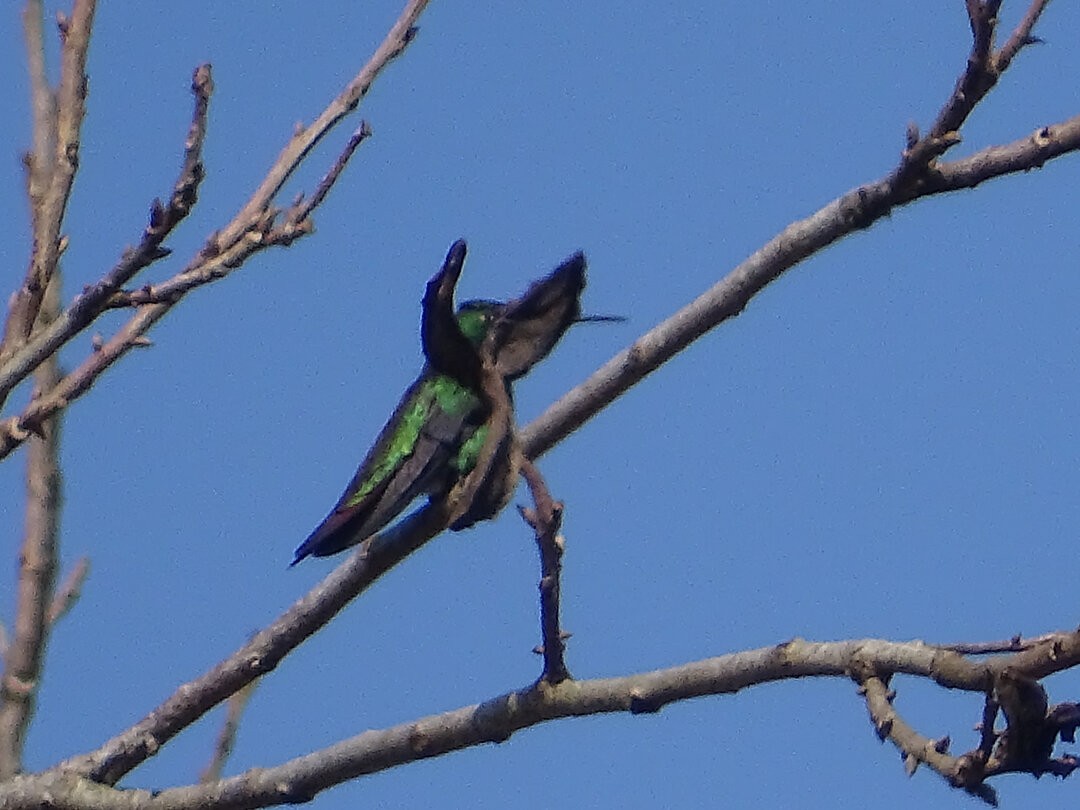 Violet-capped Woodnymph - ML646746119