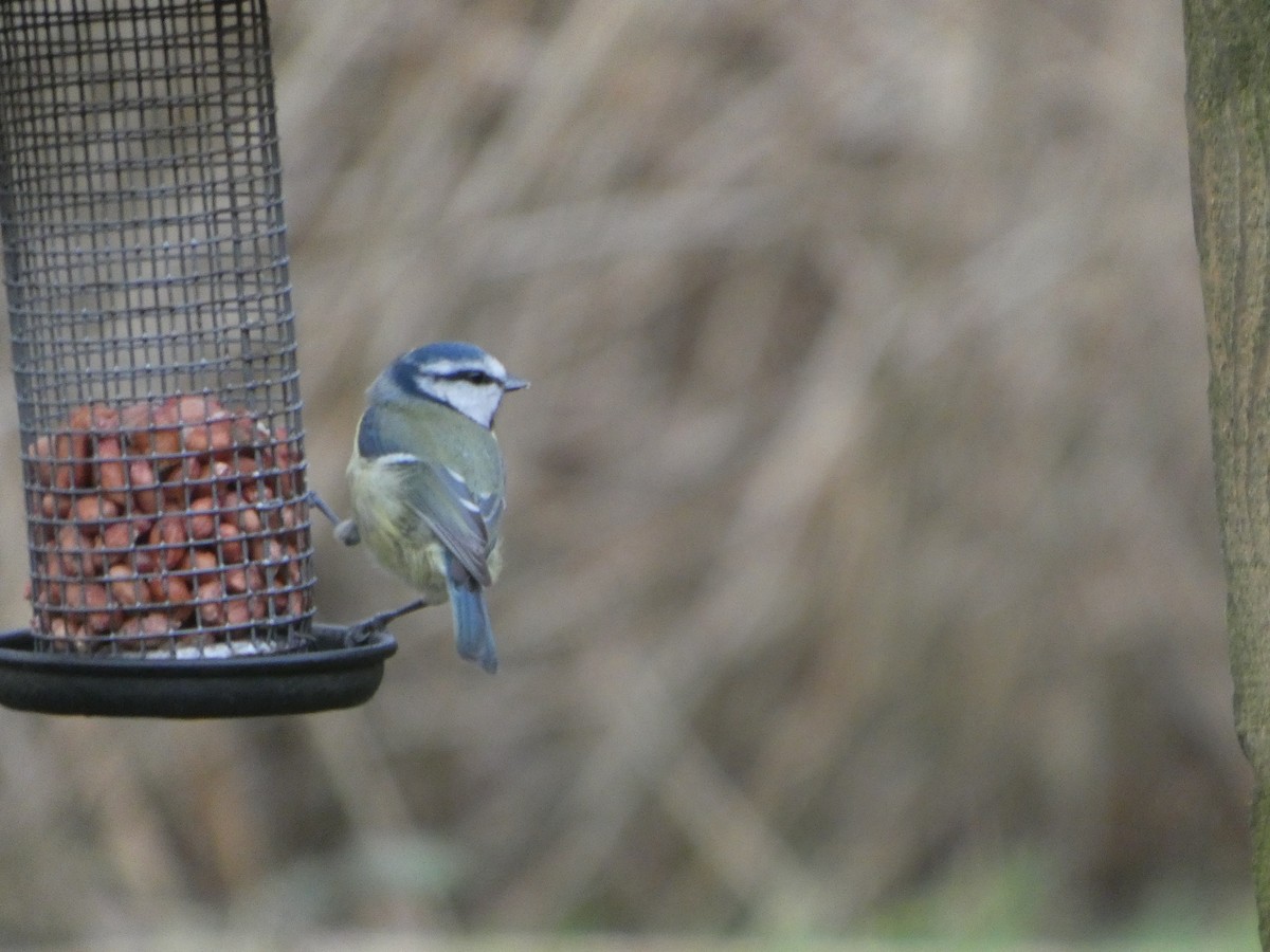 Mavi Baştankara - ML646746120