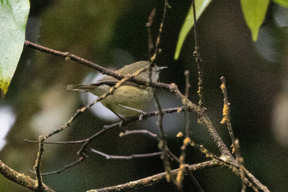 Mountain Thornbill - ML646746121