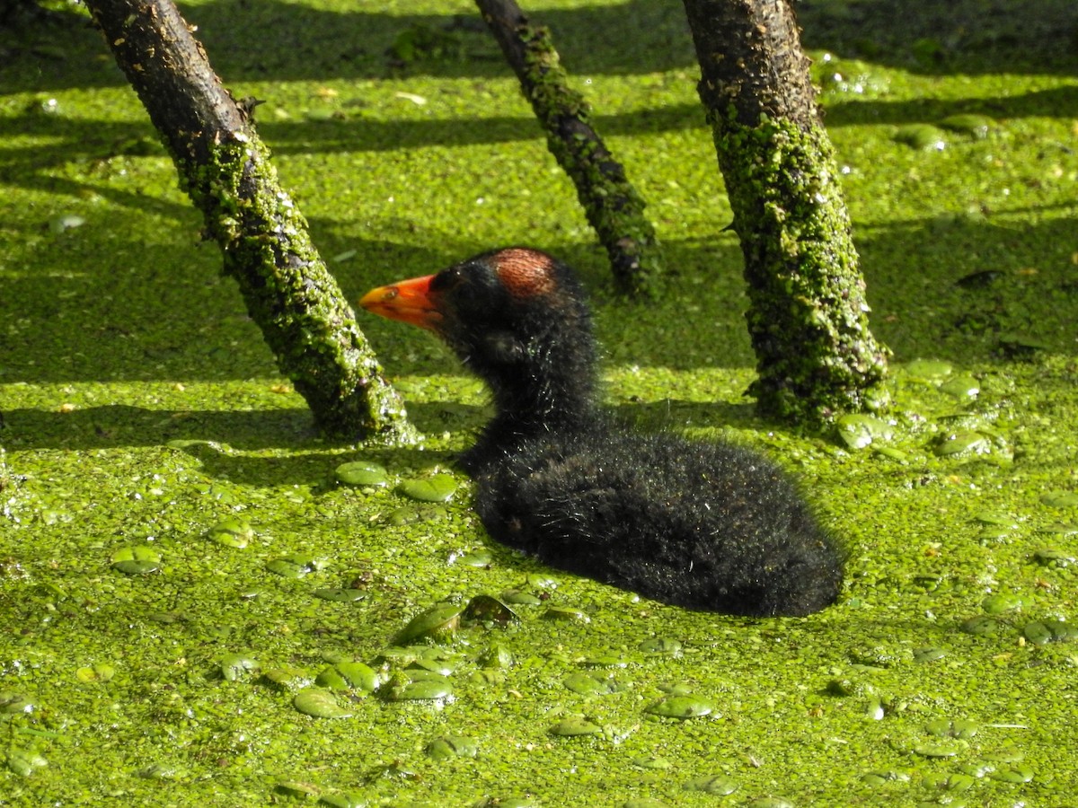 slípka americká - ML646746123