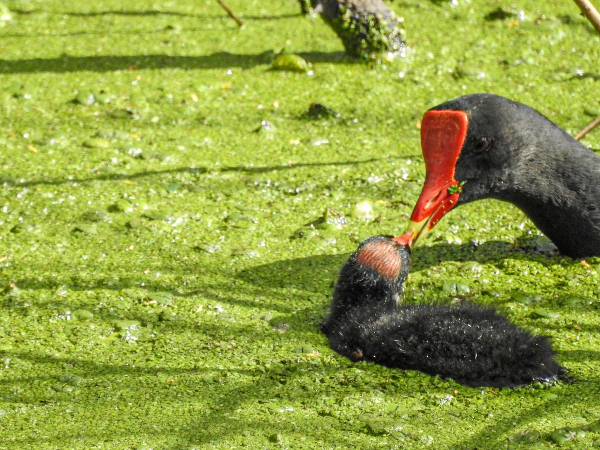 slípka americká - ML646746124