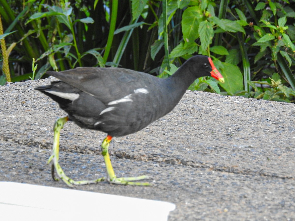 slípka americká - ML646746125