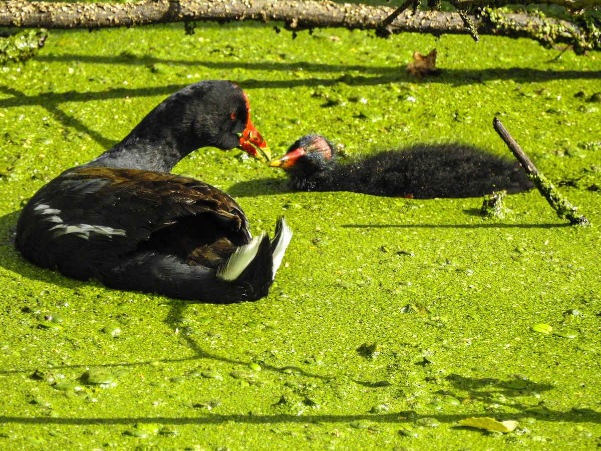 slípka americká - ML646746126