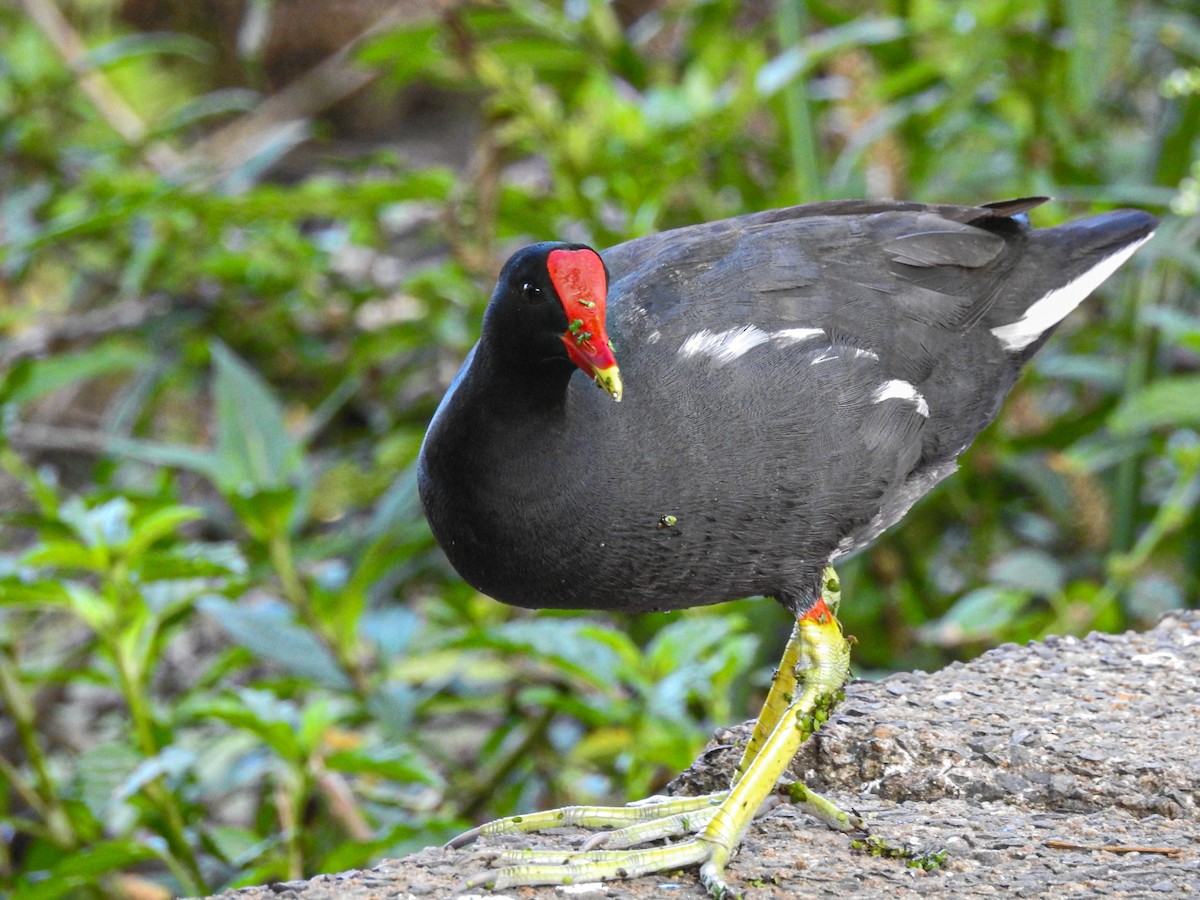 slípka americká - ML646746127