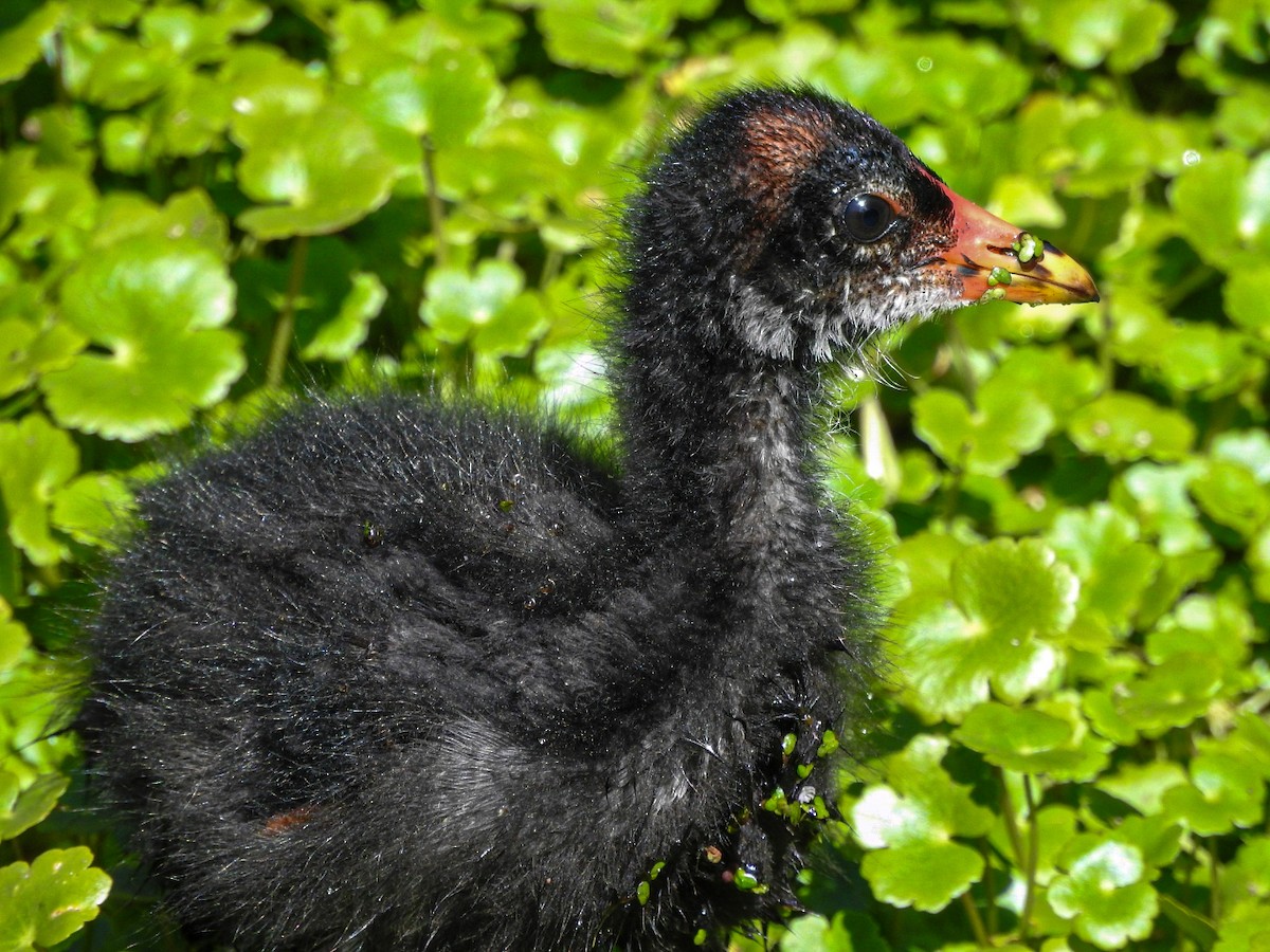 slípka americká - ML646746128