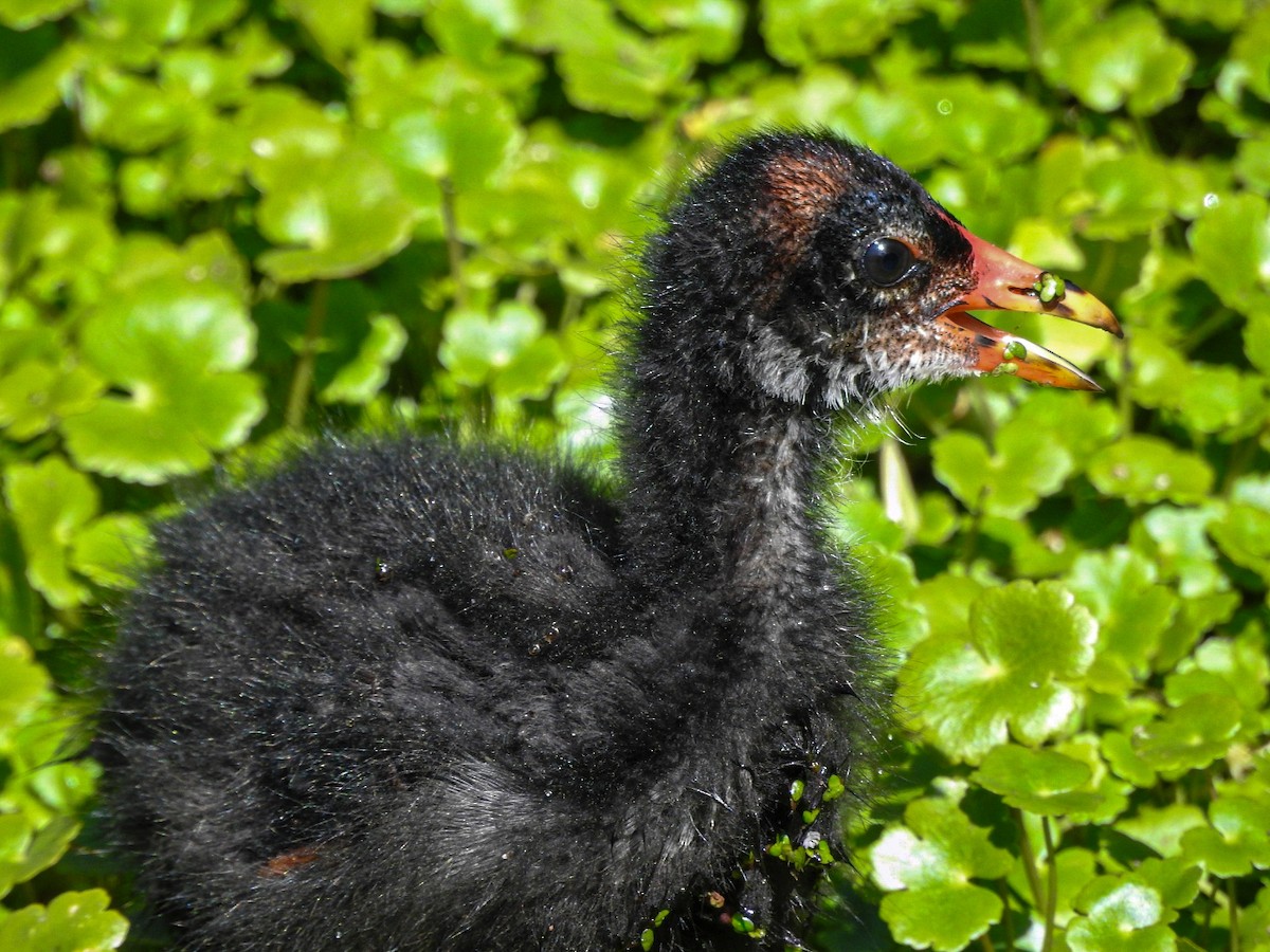 slípka americká - ML646746129