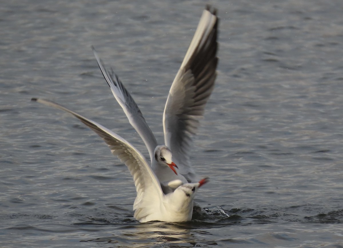 Black-headed Gull - ML646746130
