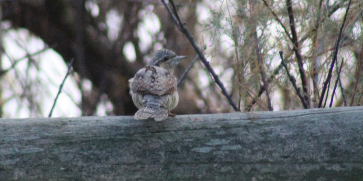 Eurasian Wryneck - ML646746131
