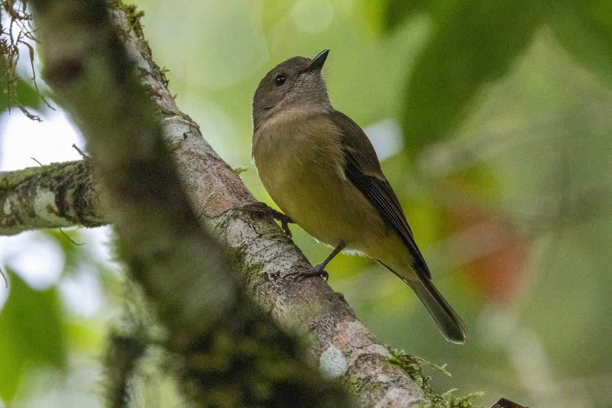Golden Whistler - ML646746133