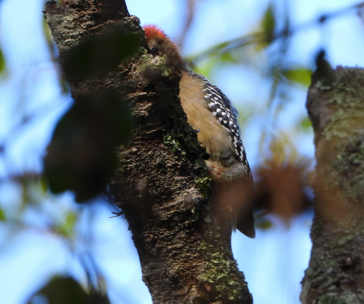 Red-crowned Woodpecker - ML646746140