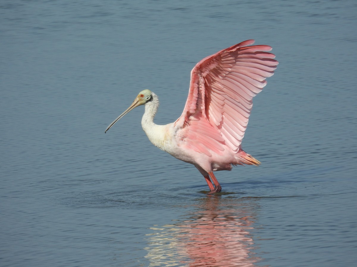 Rosalöffler - ML646746142