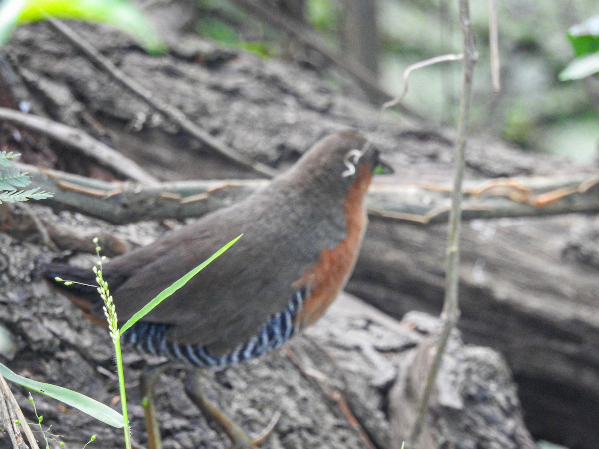 Rufous-sided Crake - ML646746145
