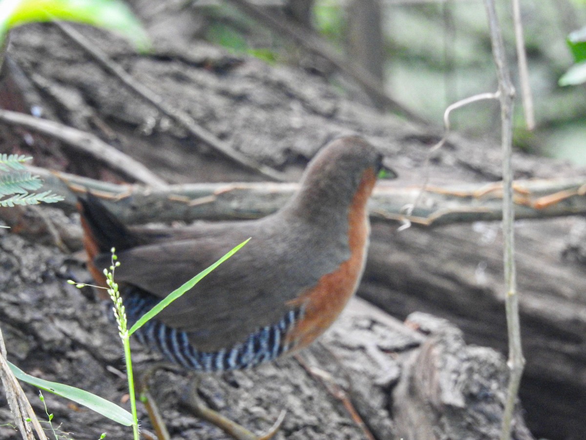 Rufous-sided Crake - ML646746146