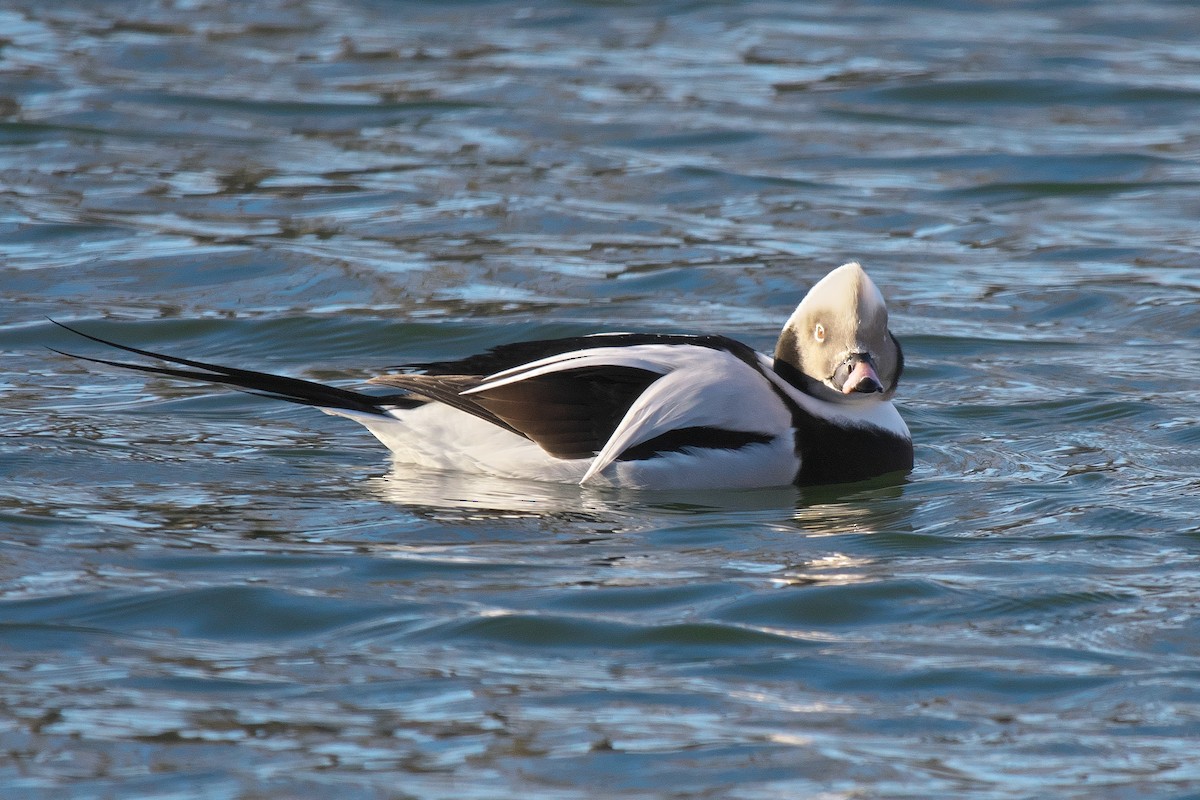 Eisente - ML646746148