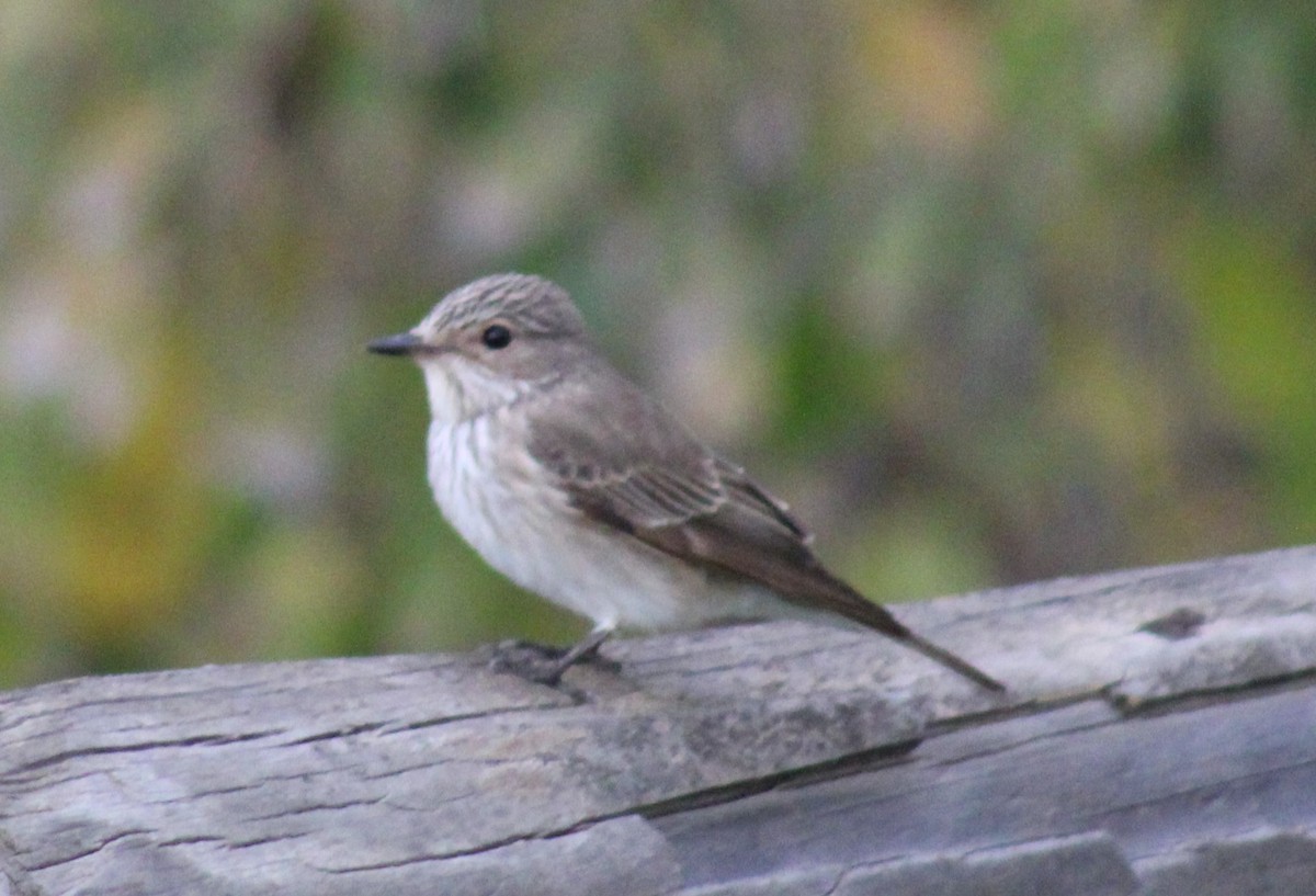 Spotted Flycatcher - ML646746149