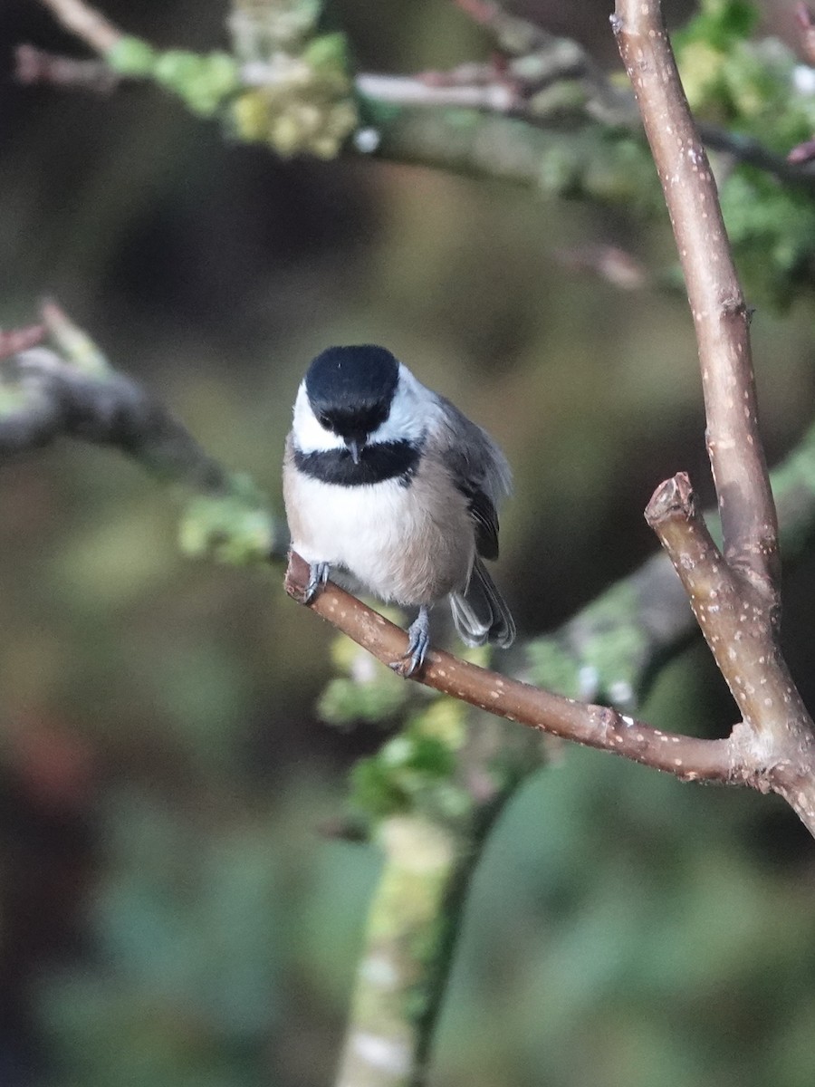 Гаїчка світлокрила - ML646746150