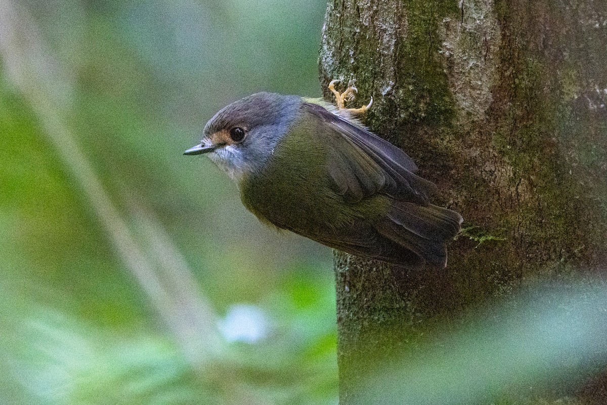 Pale-yellow Robin - ML646746151