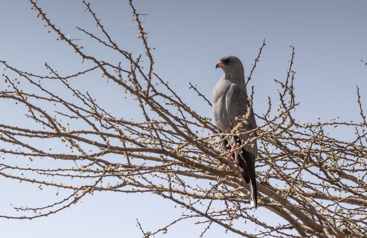 Dark Chanting-Goshawk - ML646746152