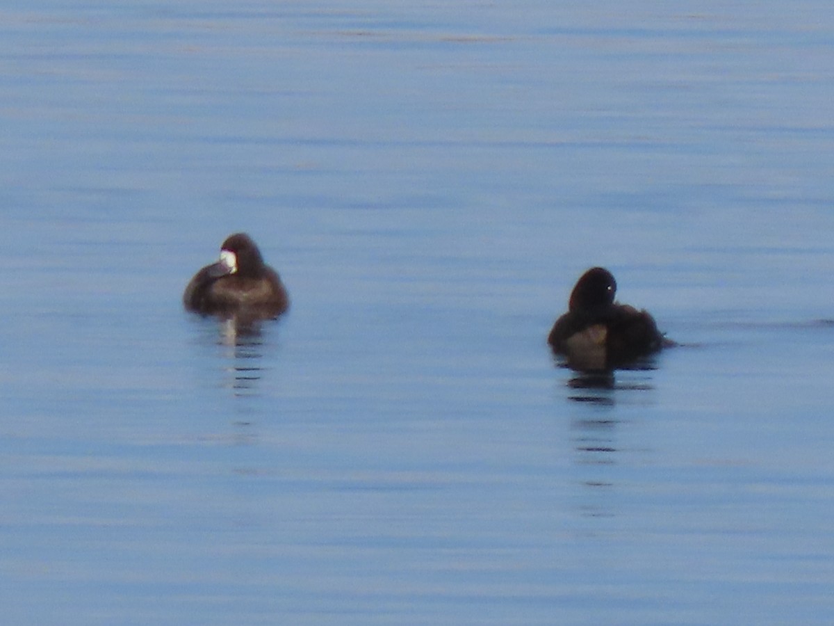 Lesser Scaup - ML646746153