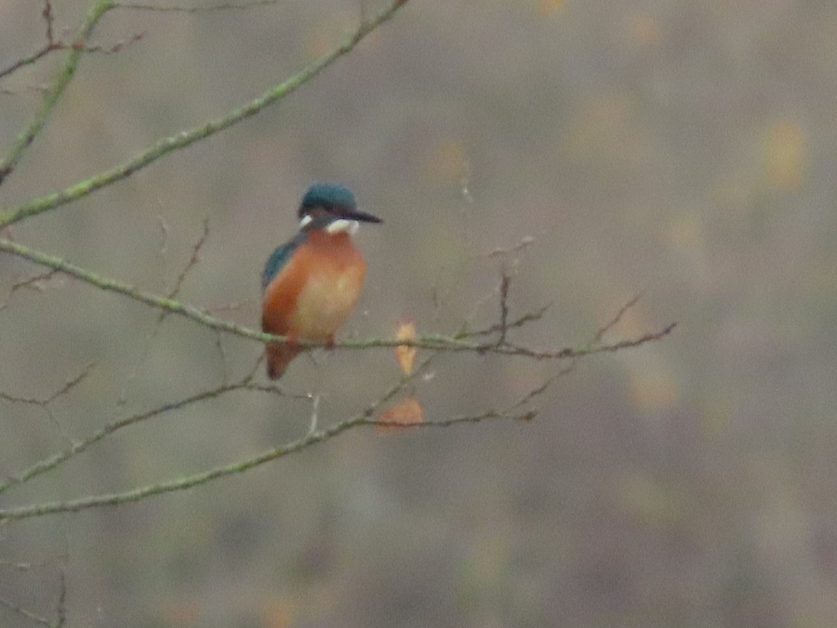 Common Kingfisher - ML646746154