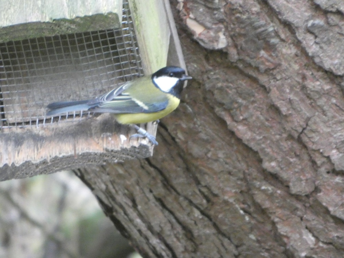 Büyük Baştankara - ML646746155