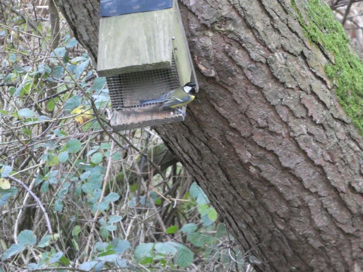 Büyük Baştankara - ML646746156