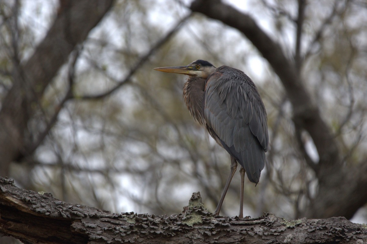 Garza Azulada - ML646746159