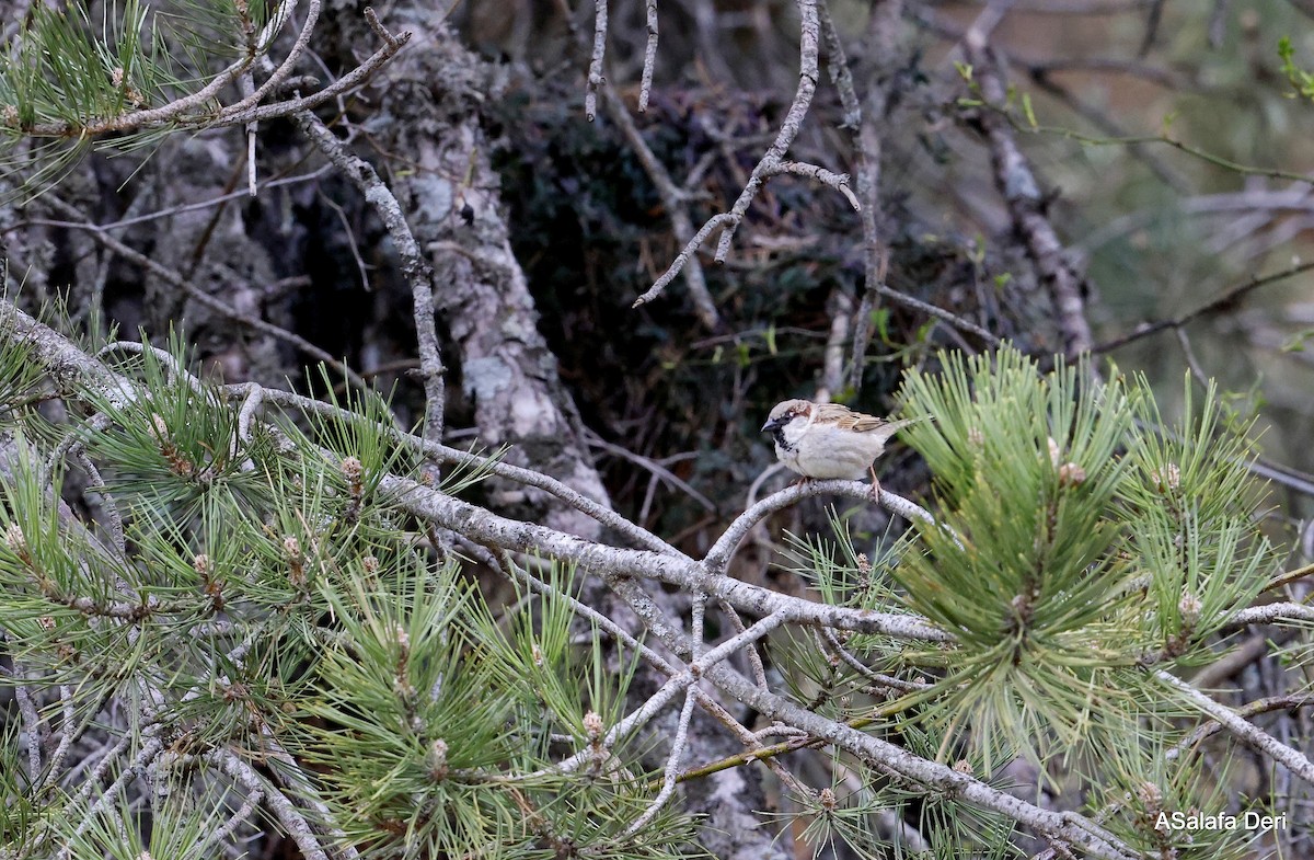 Serçe [domesticus grubu] - ML646746160