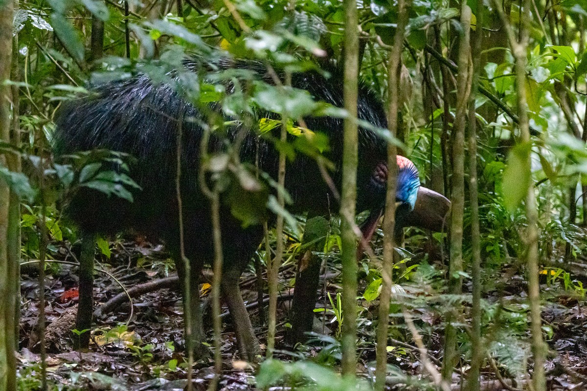 Шлемоносный казуар - ML646746161