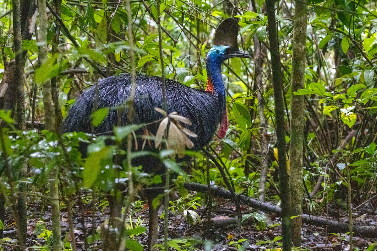 Шлемоносный казуар - ML646746162