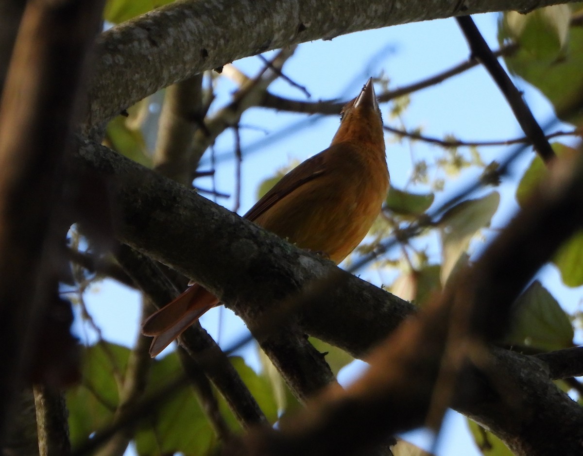 להבית אדומה - ML646746165