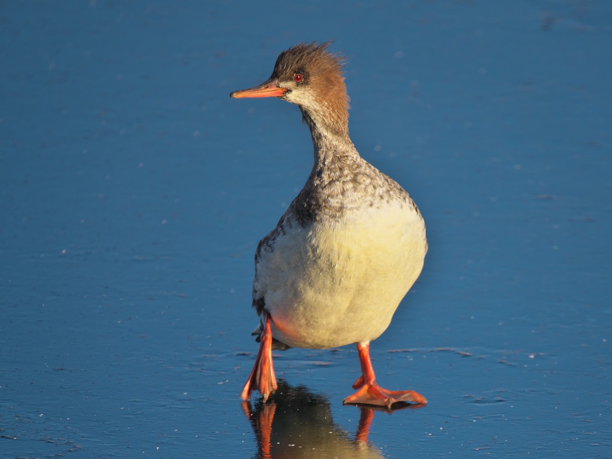 Mittelsäger - ML646746166