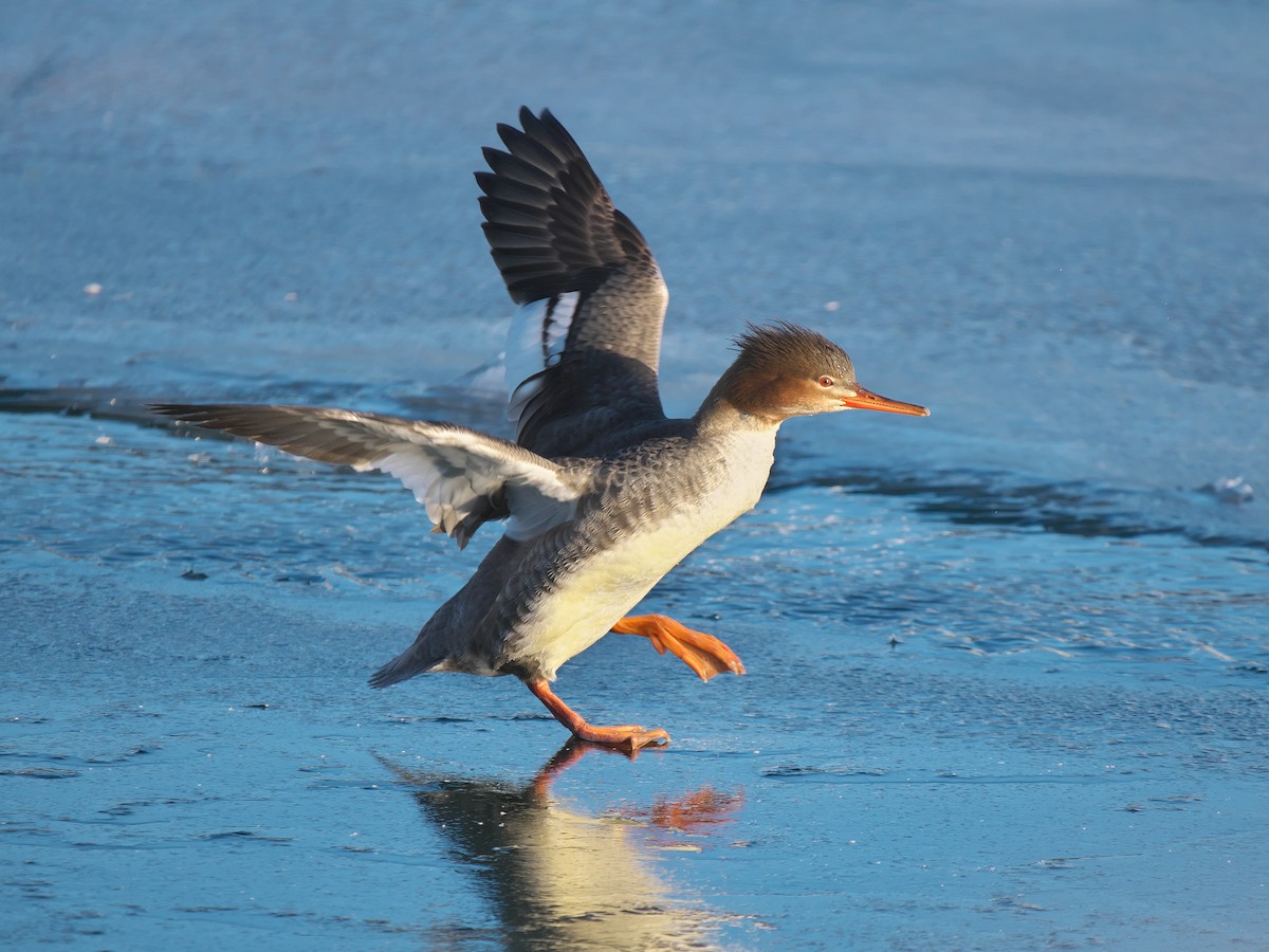 Mittelsäger - ML646746167