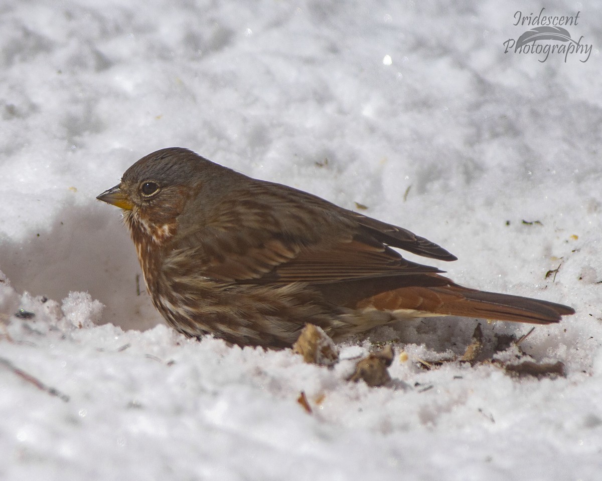 strnadec kaštanový - ML646746176