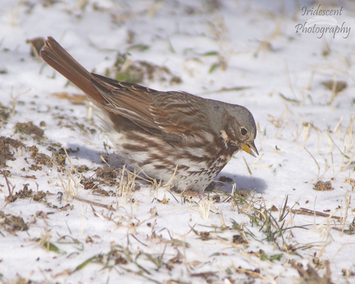 strnadec kaštanový - ML646746177