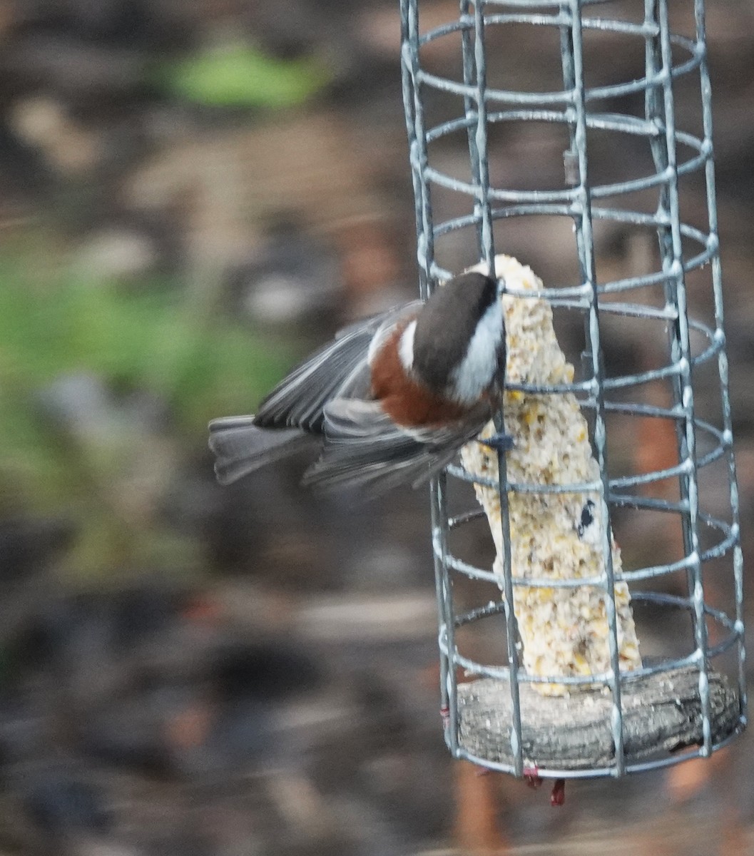 Chestnut-backed Chickadee - ML646746178