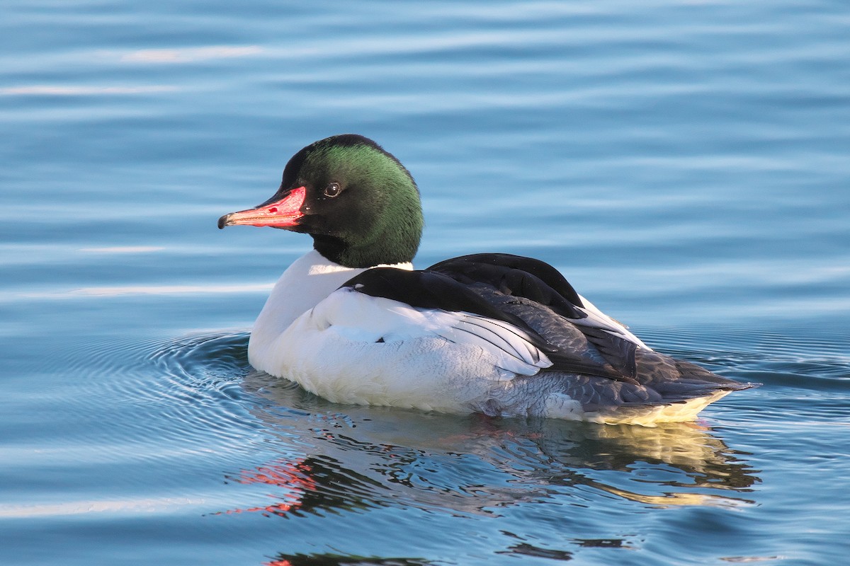 Gänsesäger - ML646746182