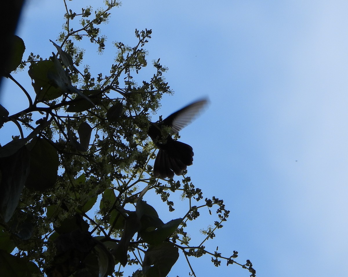 Violet-fronted Brilliant - ML646746183