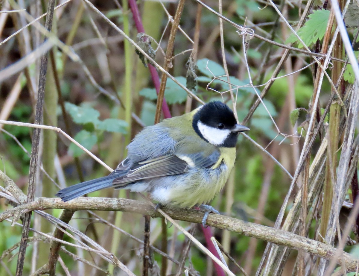 Great Tit - ML646746184