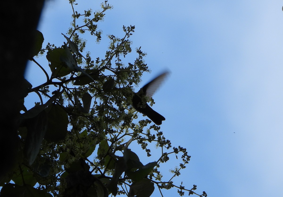 Violet-fronted Brilliant - ML646746185